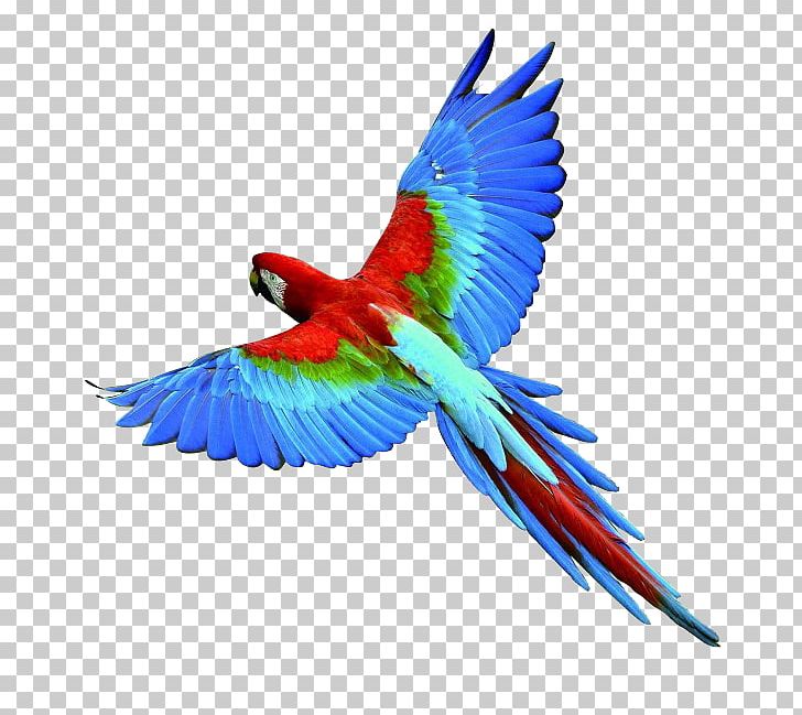 Parrot Bird Eagle PNG, Clipart, Animals, Beak, Bird Flight, Common Pet Parakeet, Creative Free PNG Download