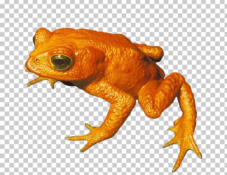 True Frog Golden Toad Amphibian PNG, Clipart, Amphibian, Animal, Animals, Endangered Species, European Green Toad Free PNG Download