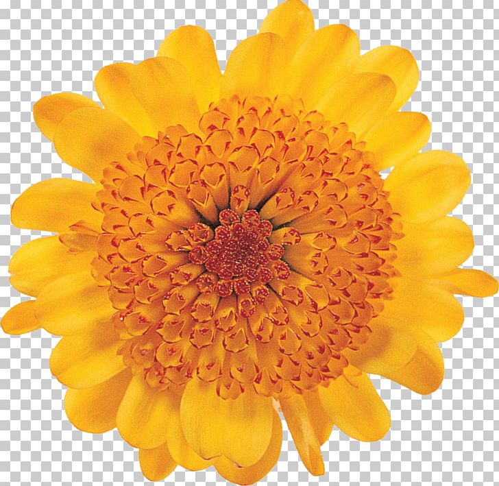 Transvaal Daisy Stock Photography PNG, Clipart, Calendula, Chrysanthemum, Chrysanths, Common Daisy, Cut Flowers Free PNG Download