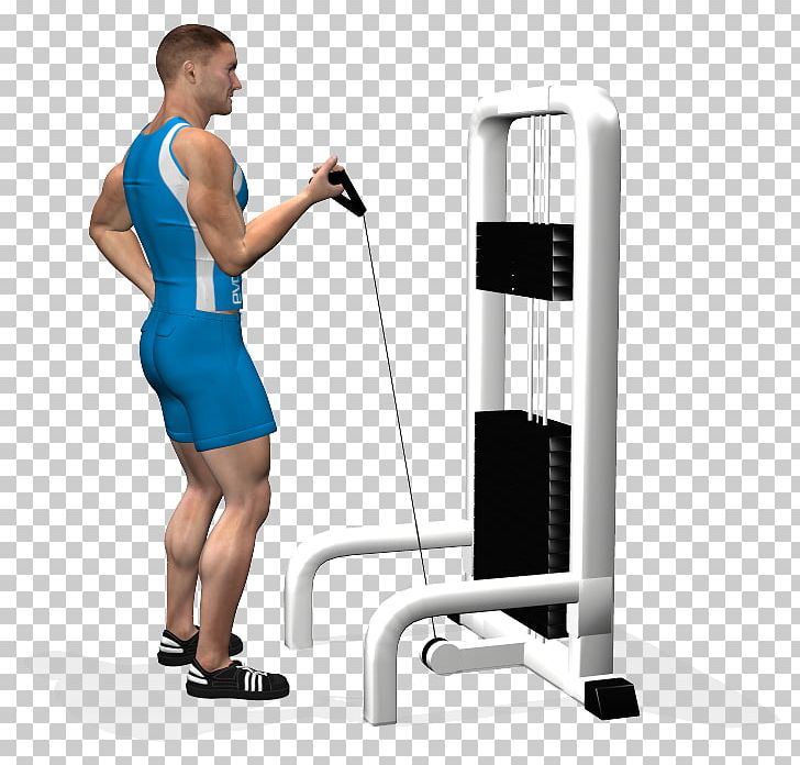 Biceps Curl Shoulder Exercise Muscle PNG, Clipart, Arm, Barbell, Bench, Biceps, Biceps Curl Free PNG Download