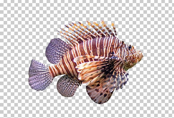Fish PNG, Clipart, Adobe Illustrator, Animal, Animals, Clip Art, Decorative Patterns Free PNG Download