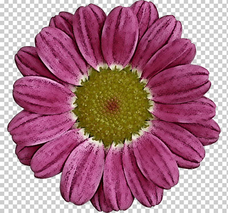 Transvaal Daisy Chrysanthemum Annual Plant Cut Flowers Marguerite Daisy PNG, Clipart, Annual Plant, Argyranthemum, Aster, Chrysanthemum, Cut Flowers Free PNG Download