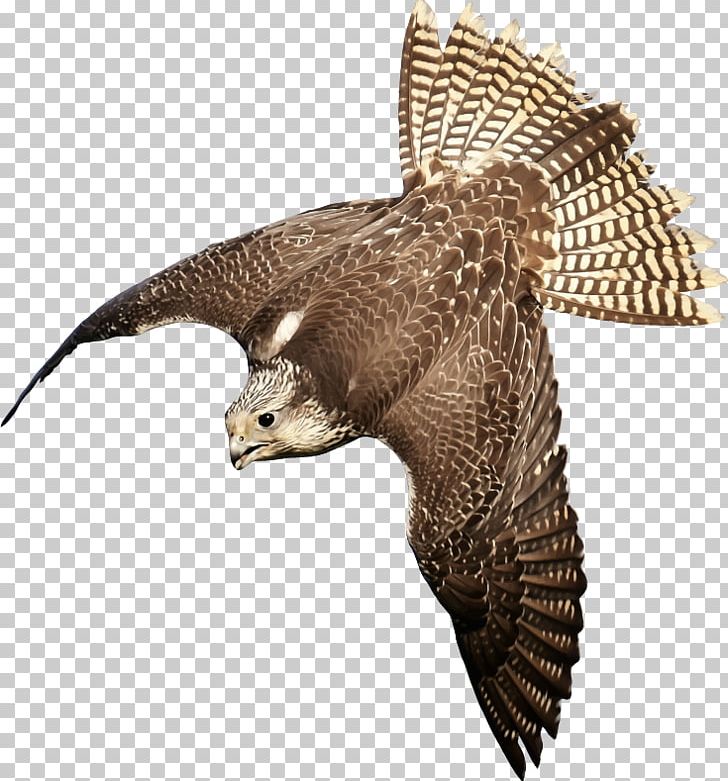 Bird Peregrine Falcon Saker Falcon PNG, Clipart, Accipitriformes, Animal, Animals, Beak, Bird Free PNG Download