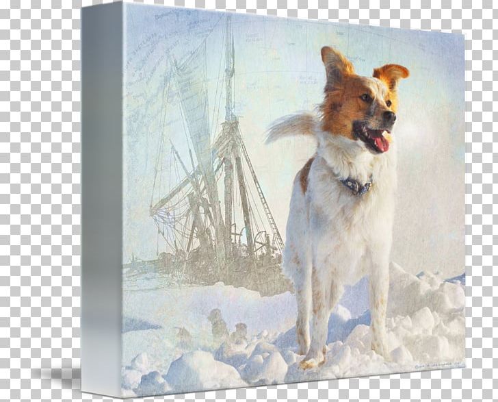 Dog Breed Icelandic Sheepdog Painting PNG, Clipart, Breed, Carnivoran, Dog, Dog Breed, Dog Breed Group Free PNG Download