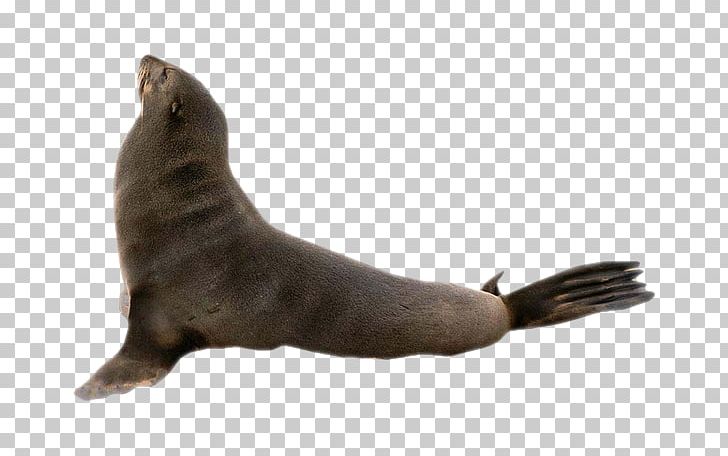 Sea Lion Earless Seal Harbor Seal Marine Mammal Penguin PNG, Clipart, 2016, 2017, Dog, Dog Breed, Dog Like Mammal Free PNG Download