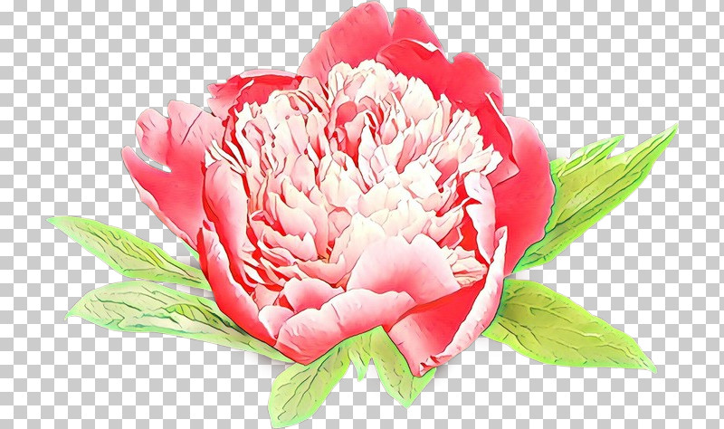 Flower Pink Petal Plant Common Peony PNG, Clipart, Carnation, Chinese Peony, Common Peony, Cut Flowers, Flower Free PNG Download
