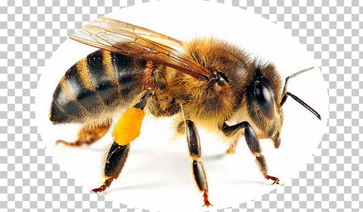 Western Honey Bee Insect Beehive Queen Bee PNG, Clipart, Arthropod, Bee, Beehive, Beekeeping, Beneficial Insects Free PNG Download