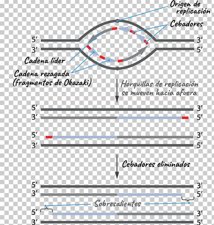 DNA Replication Telomere Origin Of Replication Replication Fork Telomerase PNG, Clipart, Angle, Area, Biology, Chromosome, Diagram Free PNG Download