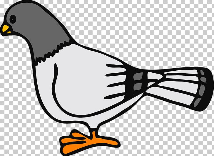 English Carrier Pigeon Columbidae Homing Pigeon Bird PNG, Clipart, Animal  Figure, Animals, Artwork, Beak, Bird Free