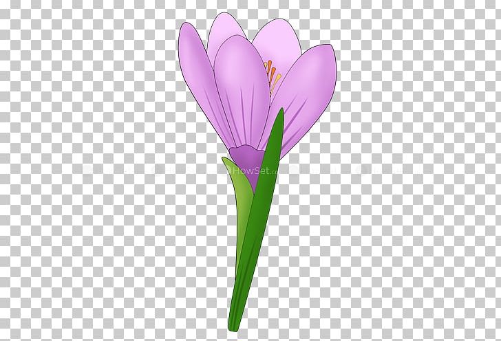 Flower Snowdrop Drawing Paper Lilac PNG, Clipart, Chrysanthemum, Common Sunflower, Crocus, Drawing, Flower Free PNG Download