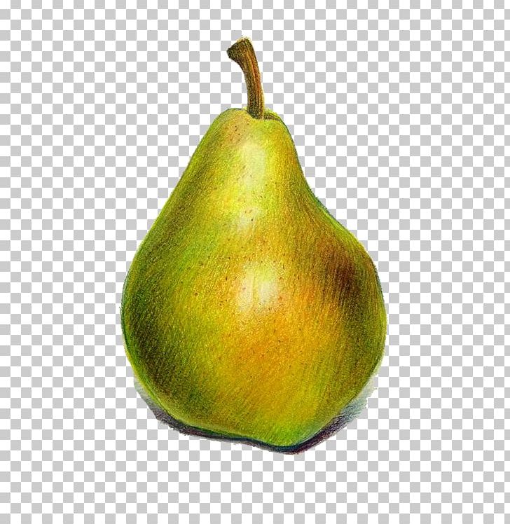 Pyrus Xd7 Bretschneideri European Pear Cartoon PNG, Clipart, Adobe Illustrator, Balloon Cartoon, Big, Big Pear, Cartoon Free PNG Download