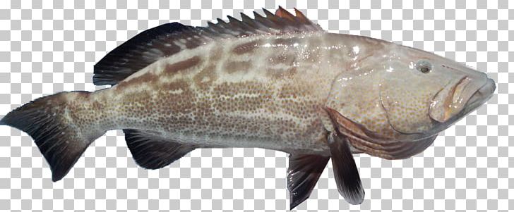 Tilapia Black Grouper Mycteroperca Microlepis Atlantic Goliath Grouper PNG, Clipart, Animal Figure, Atlantic Goliath Grouper, Black Grouper, Bony Fish, Brown Spotted Reef Cod Free PNG Download