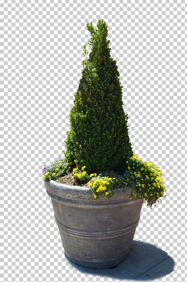 Tree Flowerpot Vase English Yew PNG, Clipart, Bonsai, Branch, Conifer, Cypress Family, English Yew Free PNG Download