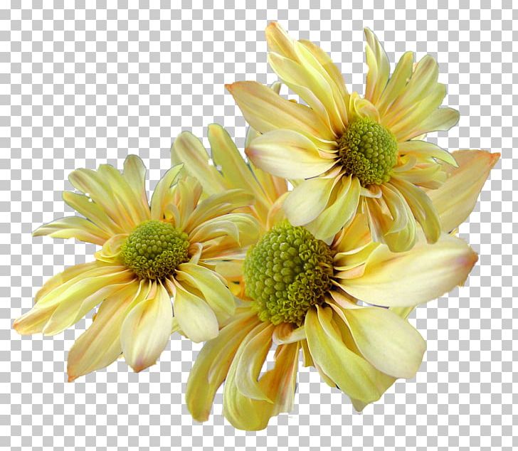 Flower Computer Icons PNG, Clipart, Chrysanthemum, Chrysanths, Command, Computer Icons, Cut Flowers Free PNG Download