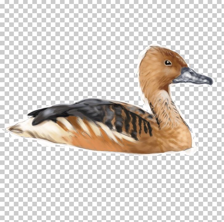 Fulvous Whistling Duck Goose Bird PNG, Clipart, Animals, Anseriformes, Beak, Bird, Bufflehead Free PNG Download