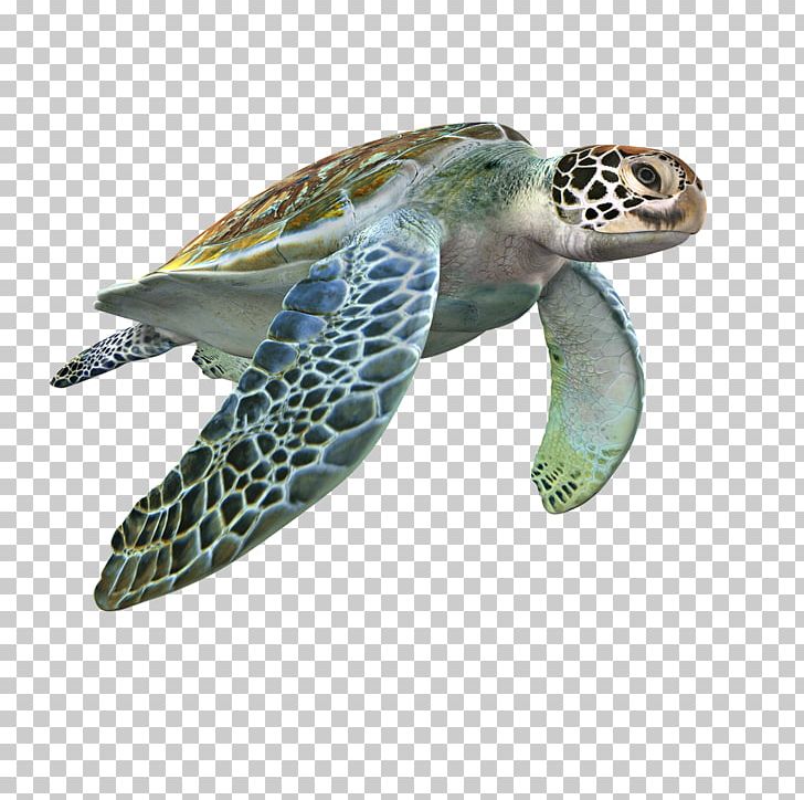 Loggerhead Sea Turtle 3D Modeling 3D Computer Graphics TurboSquid Texture Mapping PNG, Clipart, 3d Computer Graphics, 3d Modeling, Aesthetics, Animal, Artist Free PNG Download