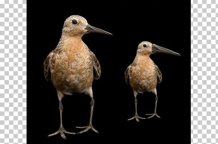 Red Knot Wader Arctic Shorebirds PNG, Clipart, Animal, Arctic, Beak, Bird, Bird Migration Free PNG Download