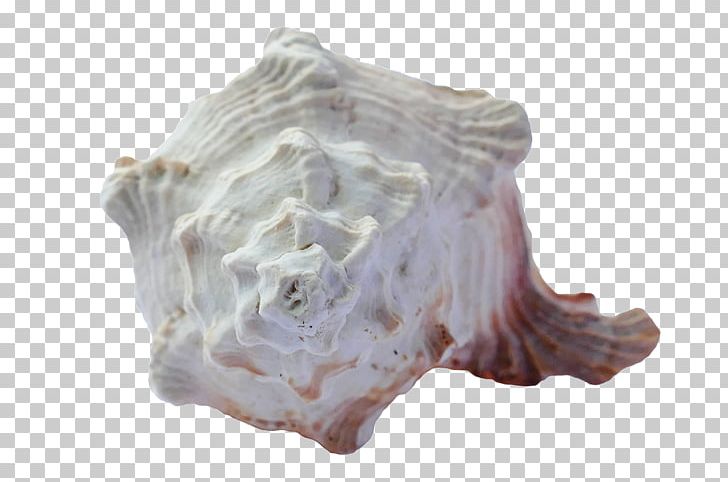 Seashell Shore Sand Shankha PNG, Clipart, Animals, Beach, Conch, Mollusc Shell, Ocean Free PNG Download