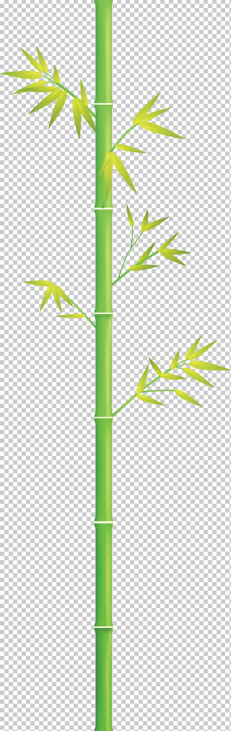 Bamboo Leaf PNG, Clipart, Bamboo, Grass, Grass Family, Green, Leaf Free PNG Download