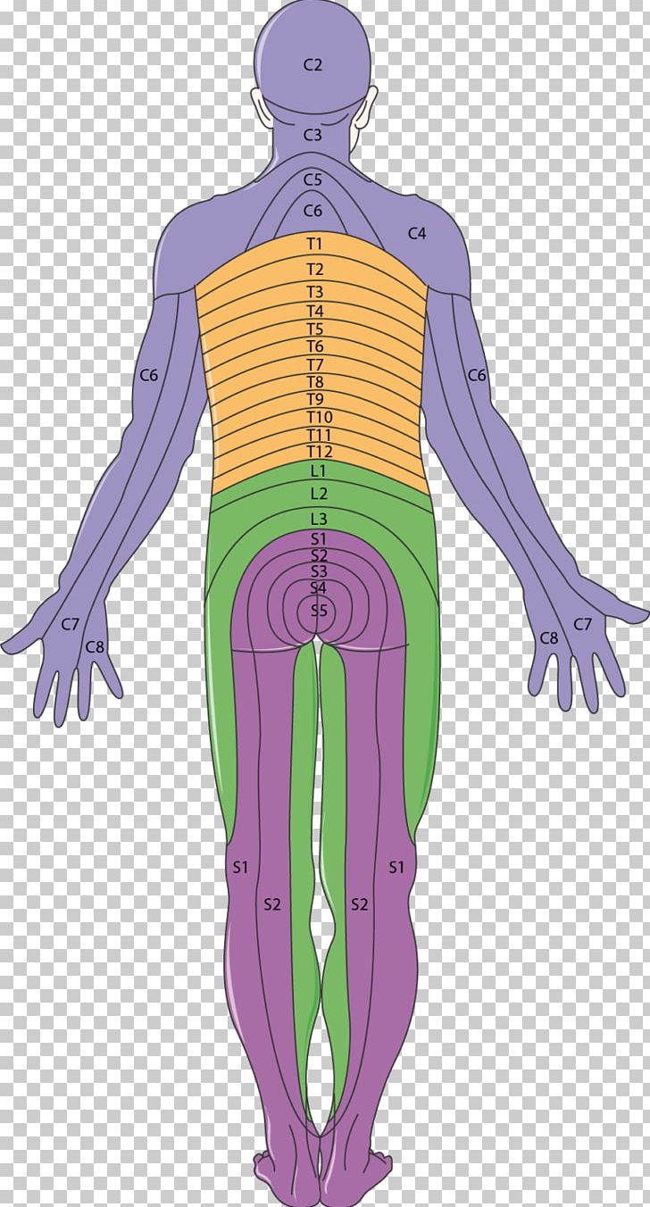 Dermatome Neurology Peripheral Neuropathy Muscle Diabetic Foot PNG, Clipart, Agy, Art, Brain, Complication, Costume Free PNG Download