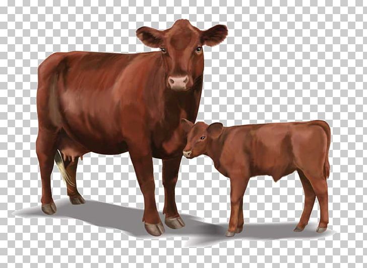 Red Poll Hereford Cattle Danish Red Cattle Angus Cattle Holstein Friesian Cattle PNG, Clipart, Angus Cattle, Beef, Beef Cattle, Breed, Bull Free PNG Download