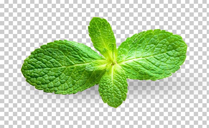 Peppermint Mentha Spicata Apple Mint Photography PNG, Clipart, Apple Mint, Depositphotos, Food, Herb, Herbal Free PNG Download