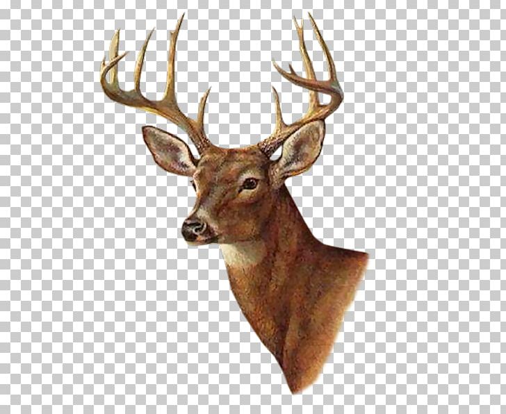 White-tailed Deer Painting Printmaking AllPosters.com PNG, Clipart, Animals, Antler, Art, Artcom, Canvas Print Free PNG Download