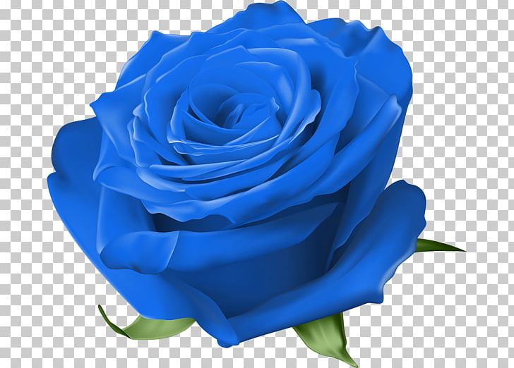 Blue Rose Garden Roses Centifolia Roses Floribunda PNG, Clipart, Black Rose, Blue, Blue Flower, Blue Rose, Centifolia Roses Free PNG Download
