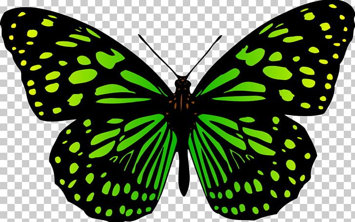 Butterfly Insect Drawing Black Swallowtail PNG, Clipart, Arthropod, Brush Footed Butterfly, Butterfly, Butterfly Gardening, Color Free PNG Download