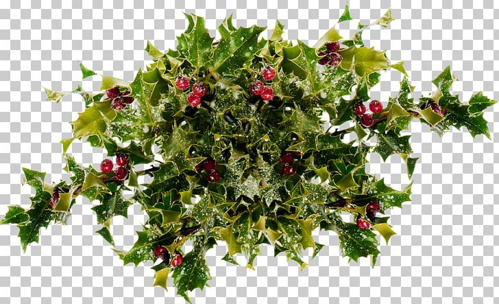 Flower Holly Floral Design Evergreen Tree PNG, Clipart, Aquifoliaceae, Branch, Branching, Evergreen, Floral Design Free PNG Download