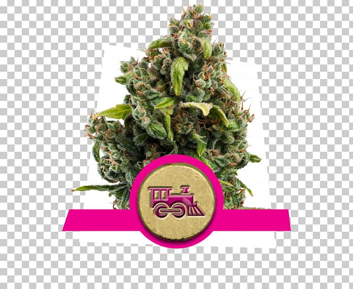 Kush Cannabis Cultivation Cannabis Sativa Seed PNG, Clipart, Autoflowering Cannabis, Cannabidiol, Cannabis, Cannabis Cultivation, Cannabis Sativa Free PNG Download