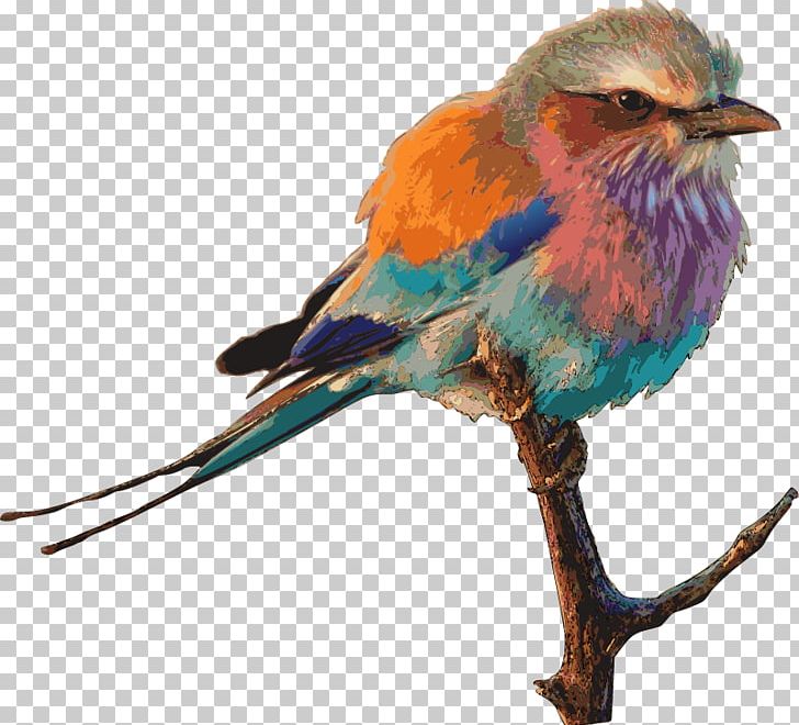 Lovebird Parrot Homing Pigeon Sparrow PNG, Clipart, Animals, Beak, Bird, Bluebird, Coraciiformes Free PNG Download