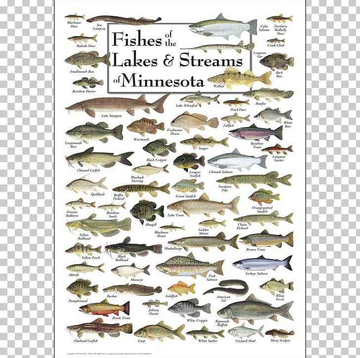 Minnesota Great Lakes Fish Bird Poster PNG, Clipart, Animals, Bird, Diversity Of Fish, Fish, Fishing Free PNG Download