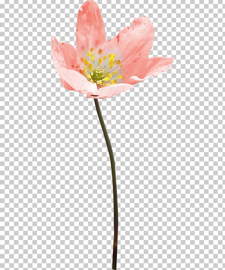 Tulip Cut Flowers Petal Plant Stem PNG, Clipart, Cut Flowers, Flora, Flower, Flowering Plant, Flowers Free PNG Download