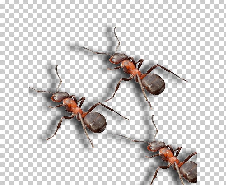 Ant Pest Control Spider North Dallas PNG, Clipart, Ant, Arthropod, Dallas, Infestation, Insect Free PNG Download