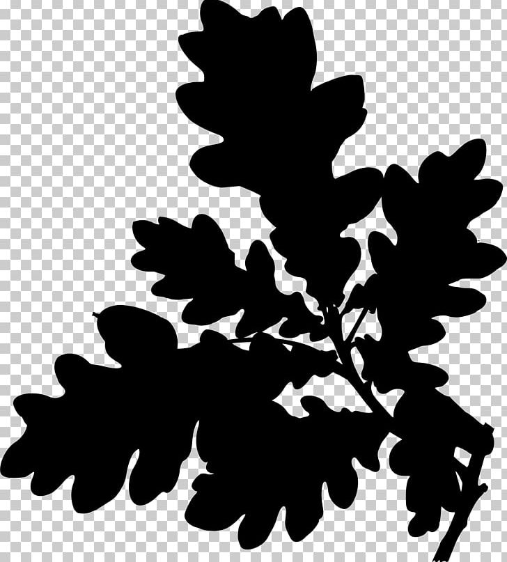 English Oak Tree PNG, Clipart, Acorn, Black And White, Branch, Computer Icons, English Free PNG Download
