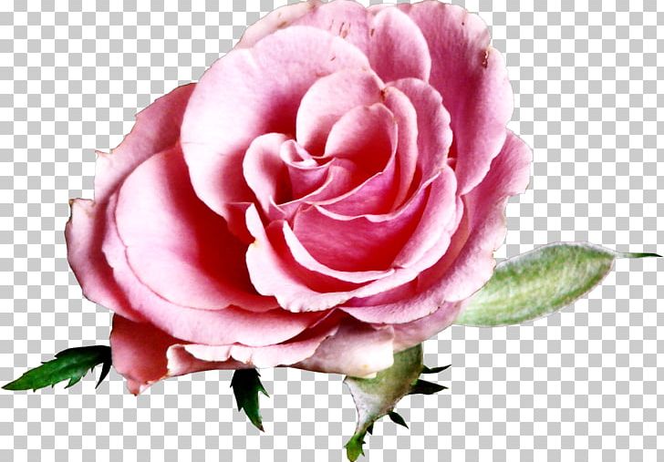 Flower Beach Rose Blog Garden Roses PNG, Clipart, Beach Rose, Blog, Cut Flowers, Data, Floral Design Free PNG Download