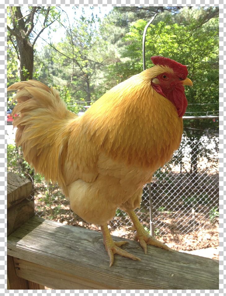 Rooster Beak Chicken As Food PNG, Clipart, Beak, Bird, Chicken, Chicken As Food, Fowl Free PNG Download