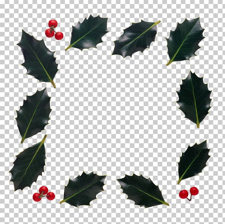 Holly Frames PNG, Clipart, Aquifoliaceae, Aquifoliales, Border Frames, Branch, Christmas Free PNG Download