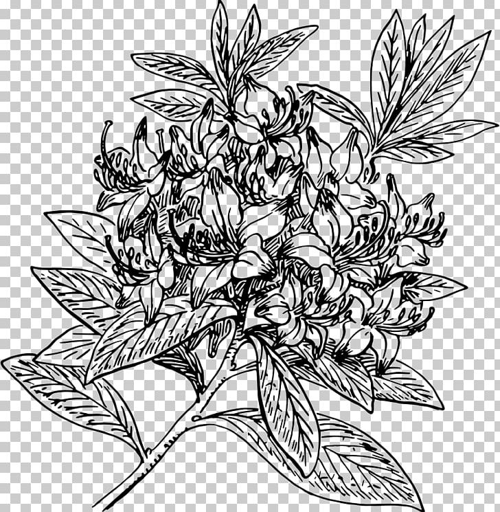 Rhododendrons & Azaleas Rhododendron Dekatanum PNG, Clipart, Artwork, Black And White, Computer Icons, Drawing, Fictional Character Free PNG Download