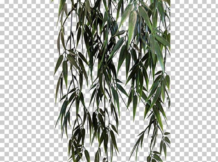 Bamboo Twig Tree Plant Stem PNG, Clipart, Bamboo, Branch, Branching, Family, Grass Free PNG Download