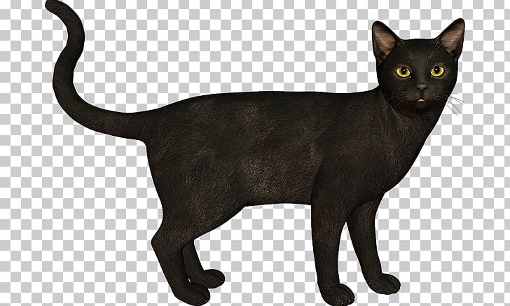 Black Cat Bombay Cat Burmese Cat Korat Malayan Cat PNG, Clipart, Asian, Black, Black Cat, Bombay, Bombay Cat Free PNG Download