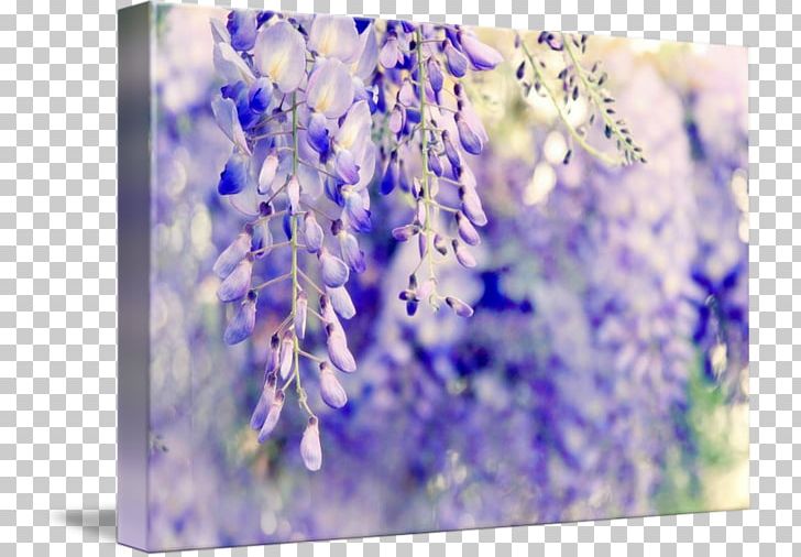 Watercolor Painting Wisteria Fine Art Printmaking Photography PNG, Clipart, Art, Canvas, English Lavender, Fine Art, Flora Free PNG Download