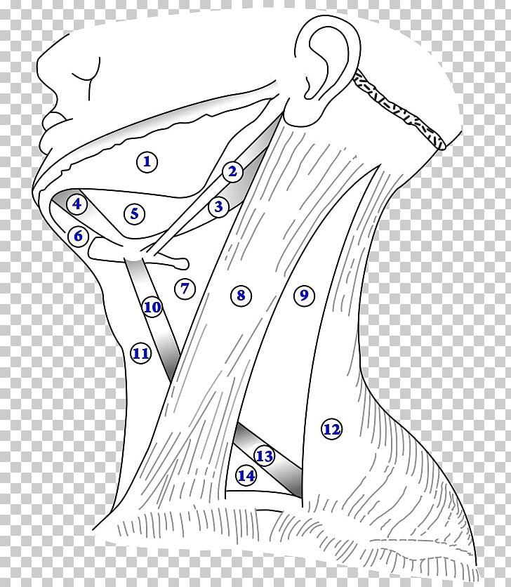 Anterior Triangle Of The Neck Digastric Muscle Carotid Triangle Triangles Of The Neck Submandibular Triangle PNG, Clipart, Anatomy, Angle, Anterior Triangle Of The Neck, Area, Artwork Free PNG Download