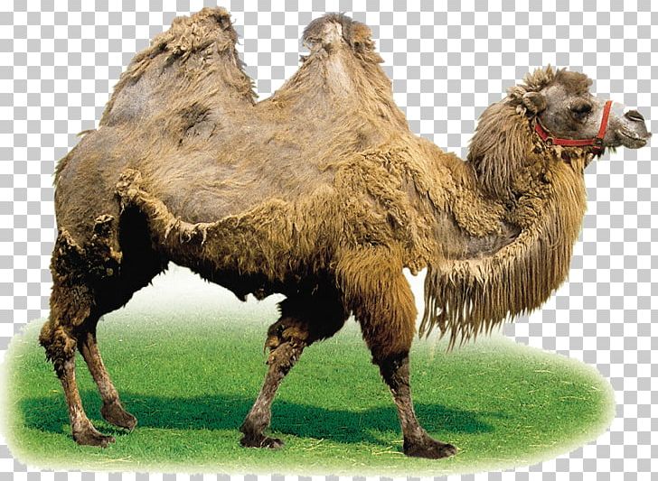Camel Horse PNG, Clipart, Animal, Animals, Arabian Camel, Arizona Desert, Camel Free PNG Download