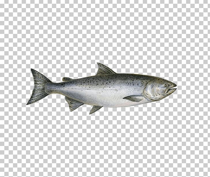 Chinook Salmon Sushi Fish Chum Salmon PNG, Clipart, Atlantic Salmon, Bonito, Bony Fish, Chinook Salmon, Chum Salmon Free PNG Download