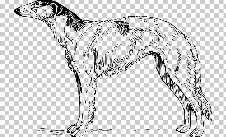 Borzoi Whippet Airedale Terrier Irish Wolfhound Greyhound PNG, Clipart, Airedale Terrier, American Staghound, Artwork, Black And White, Borzoi Free PNG Download