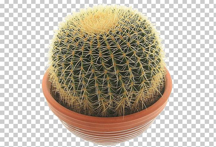 Echinocactus Grusonii Cactaceae Succulent Plant Houseplant PNG, Clipart, Adromischus, African Violets, Areole, Begonia, Cactaceae Free PNG Download