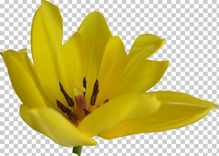 Flower Tulip PNG, Clipart, Color, Desktop Wallpaper, Flower, Flowering Plant, Green Free PNG Download