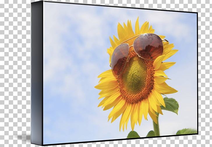 Frames Sunflower M PNG, Clipart, Daisy Family, Flower, Flowering Plant, Membrane Winged Insect, Others Free PNG Download